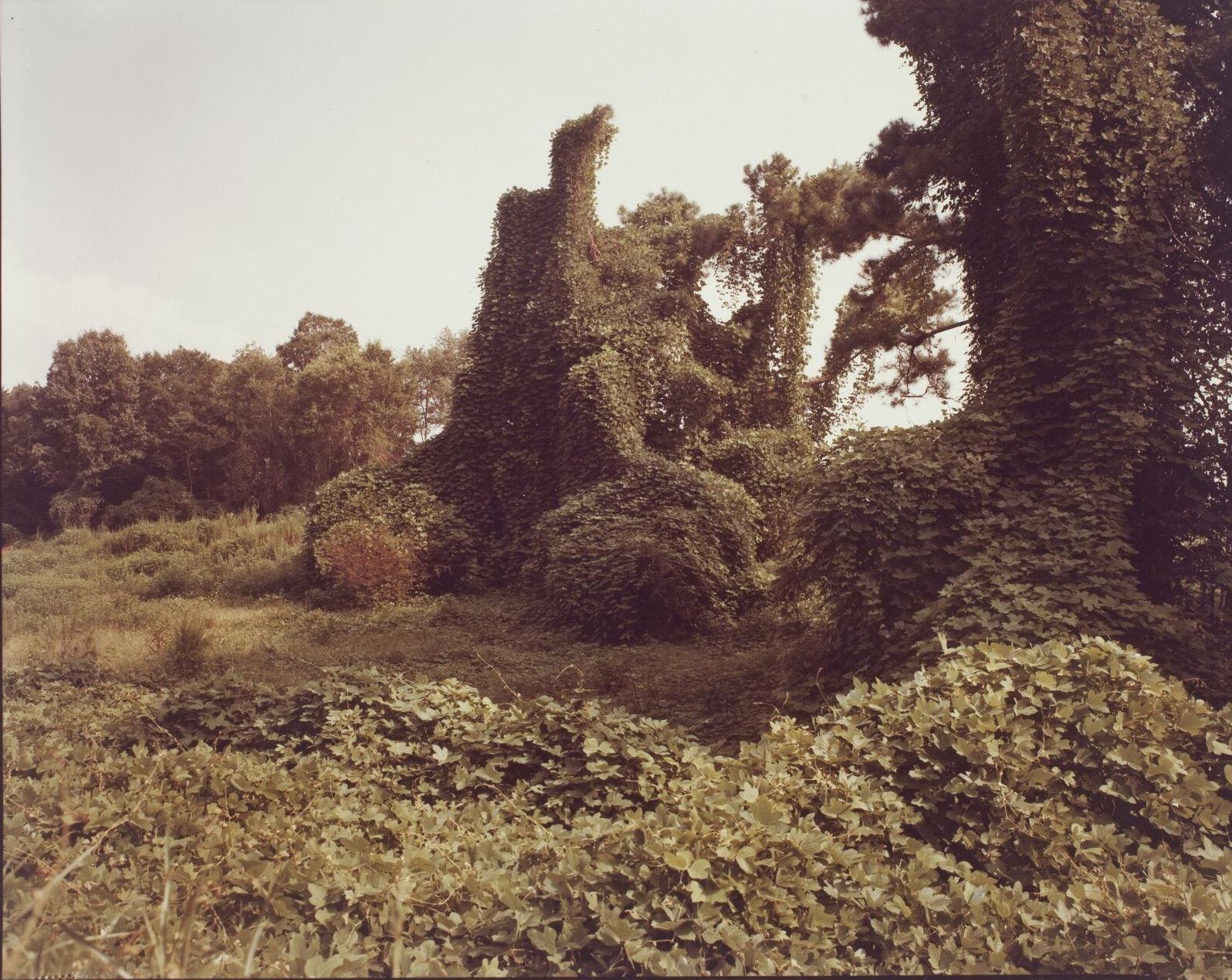 artwc.untitled.kudzu.hale.county.12.10.22.tif